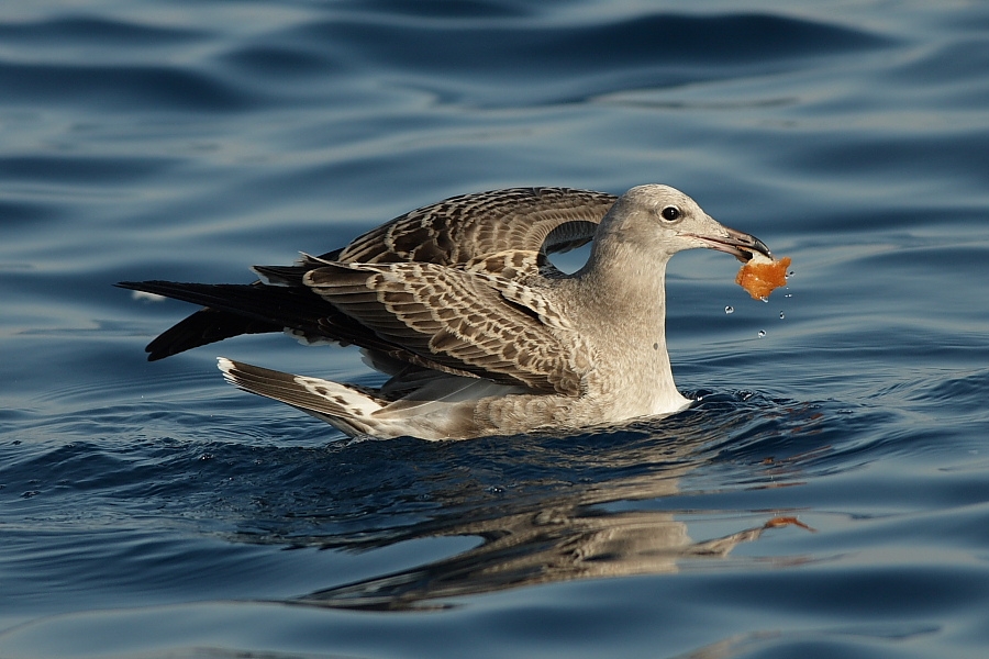 Audouin`s Gull