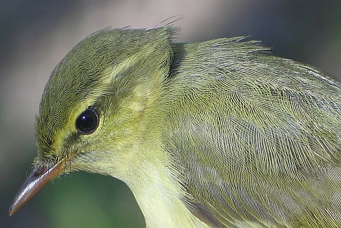 Green Warbler