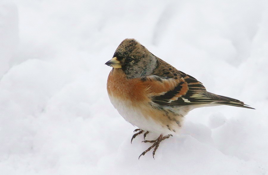 Brambling
