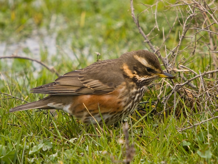 Redwing