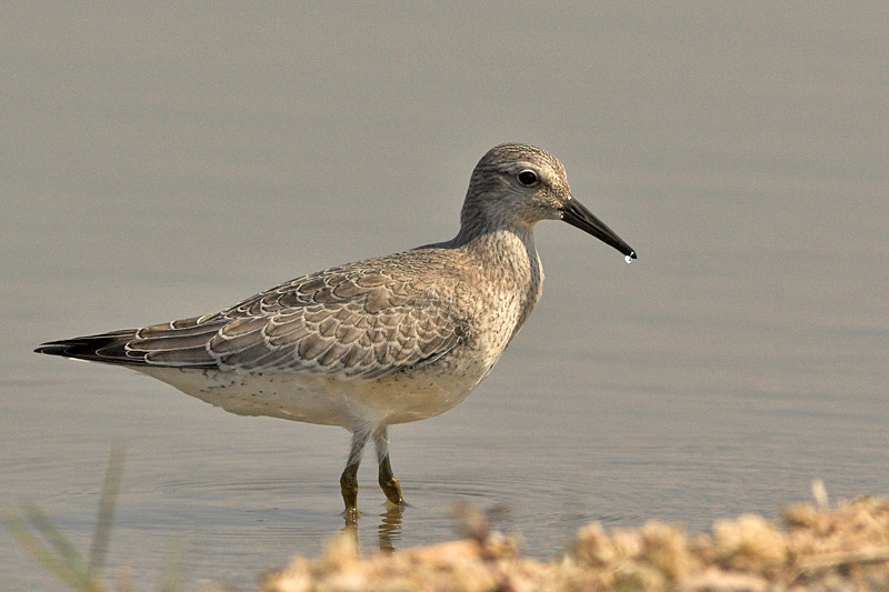 Red Knot