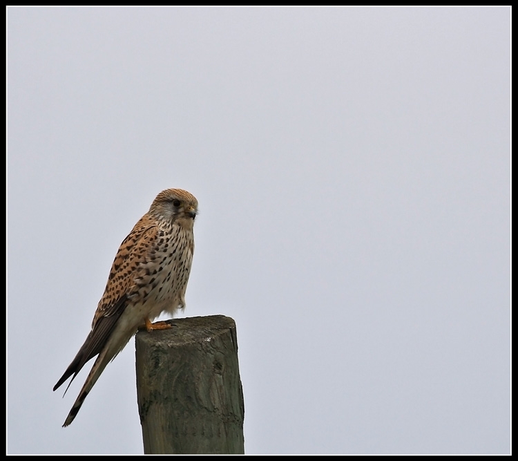 Common Kestrel