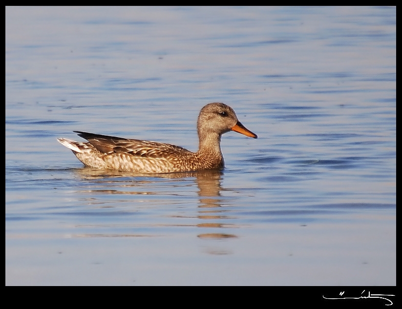 Gadwall