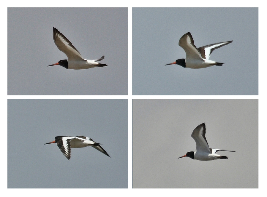 Eurasian Oystercatcher