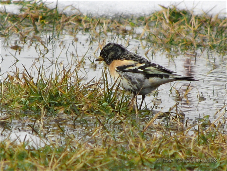 Brambling