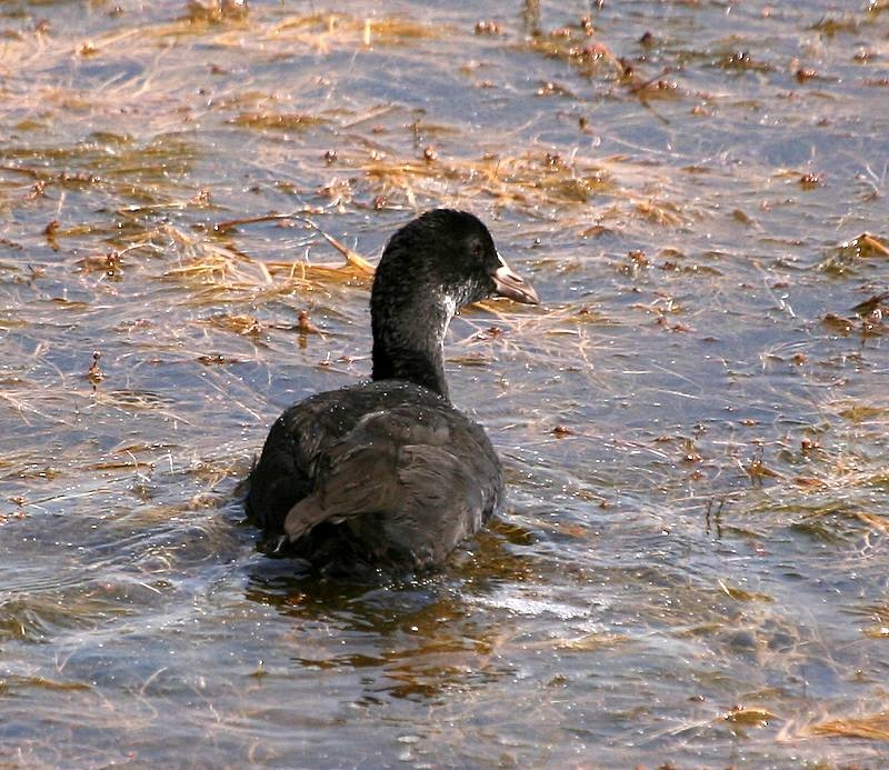 Eurasian Coot