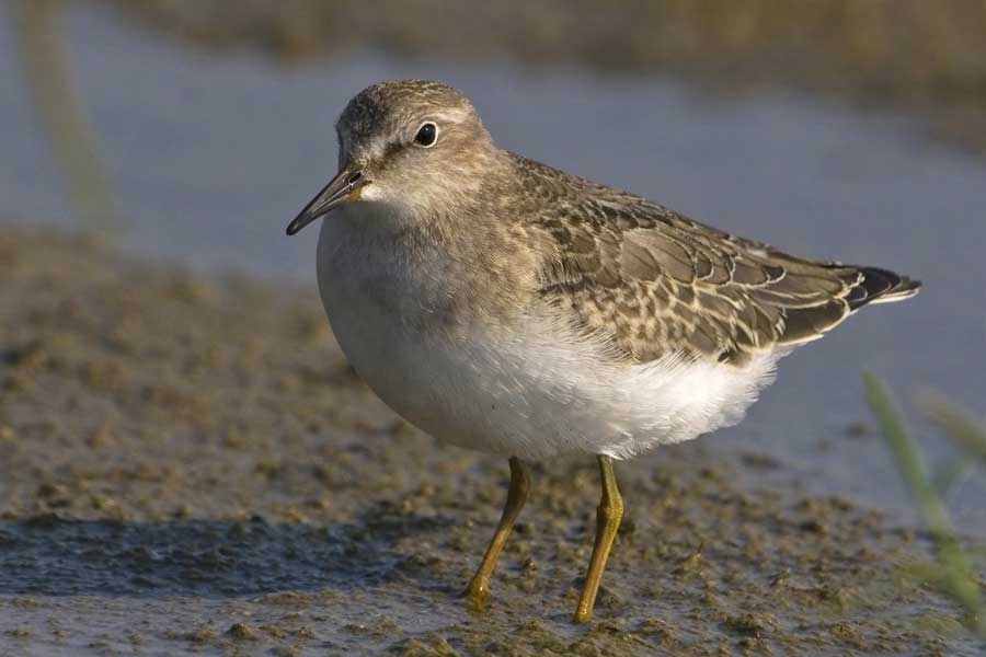 Temminck`s Stint