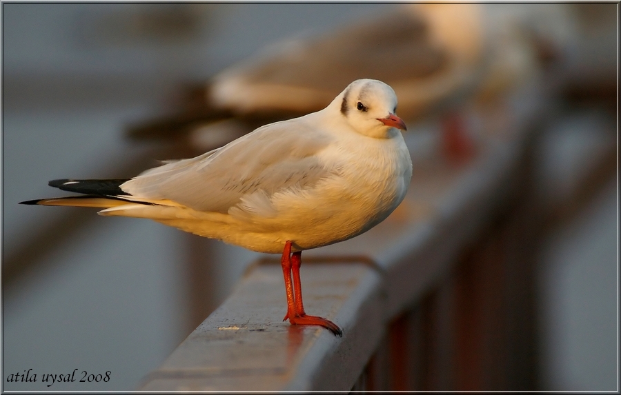 Black-headed Gull
