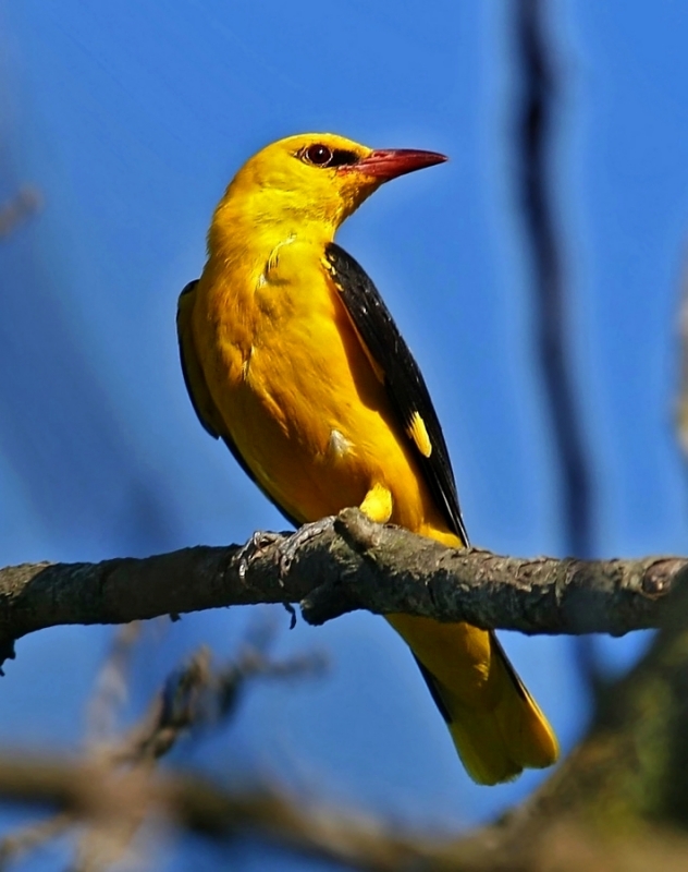 Eurasian Golden Oriole