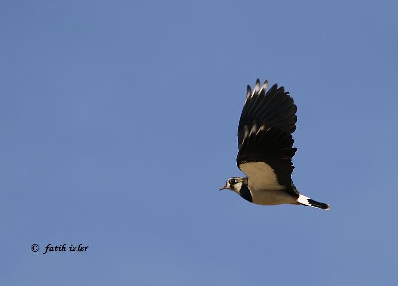 Northern Lapwing