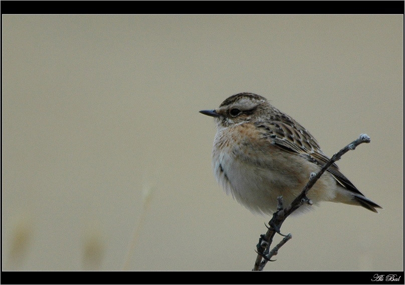 Whinchat