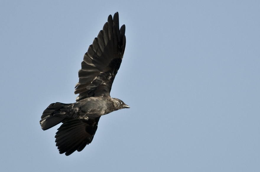 Western Jackdaw
