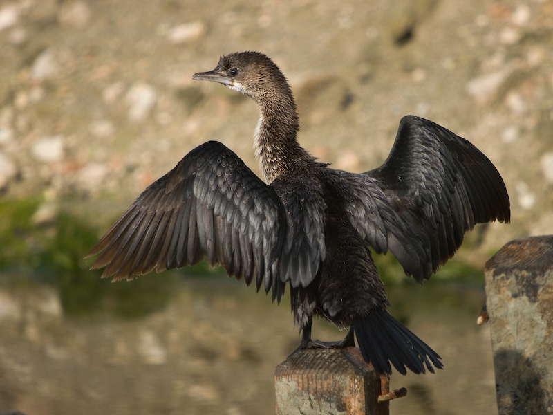 Pygmy Cormorant