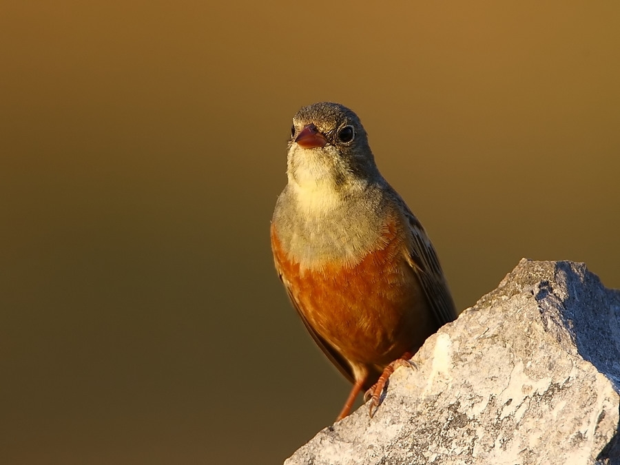 Ortolan Bunting