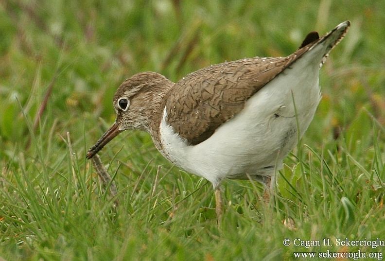 Common Sandpiper