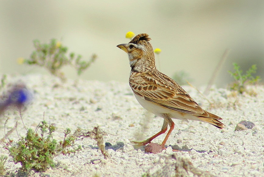 Bimaculated Lark