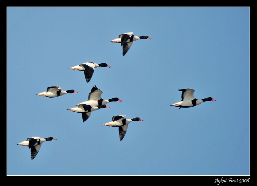 Common Shelduck