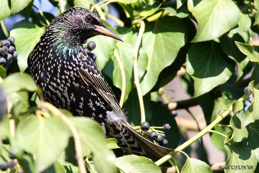 Common Starling
