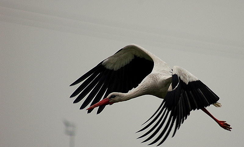 White Stork
