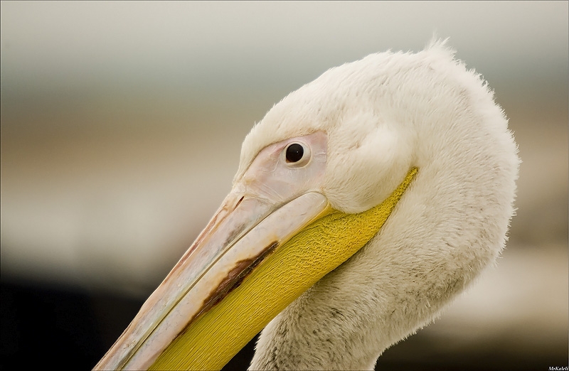 Great White Pelican