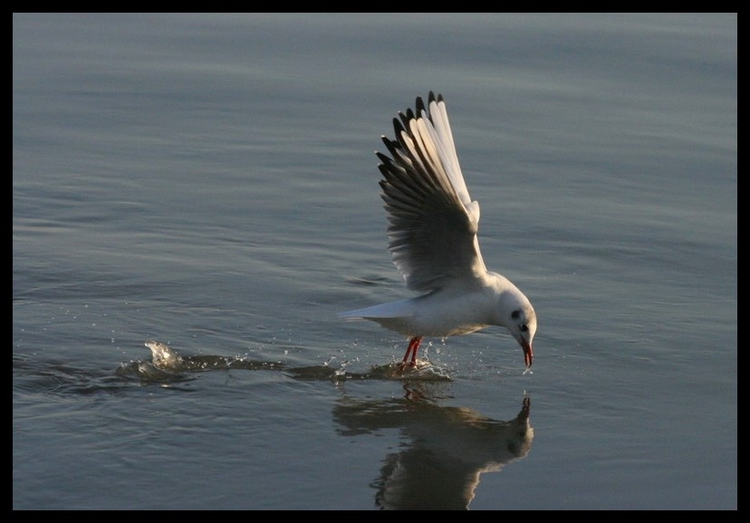 Black-headed Gull