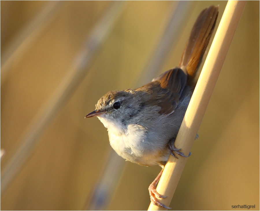 Cetti`s Warbler