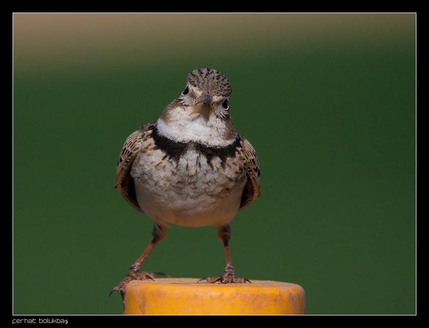 Calandra Lark