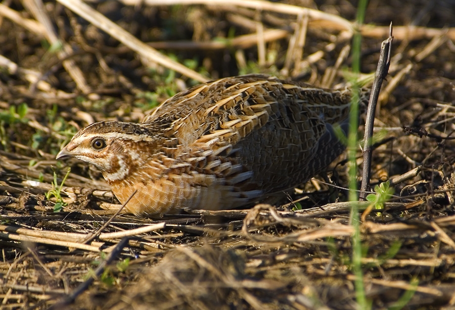 Common Quail