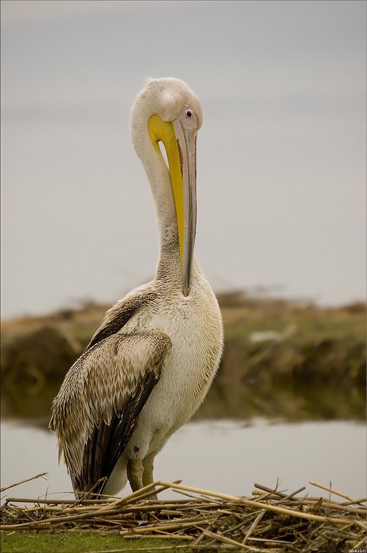 Great White Pelican