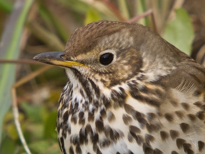Song Thrush