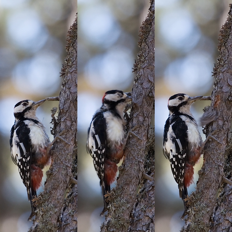 Great Spotted Woodpecker