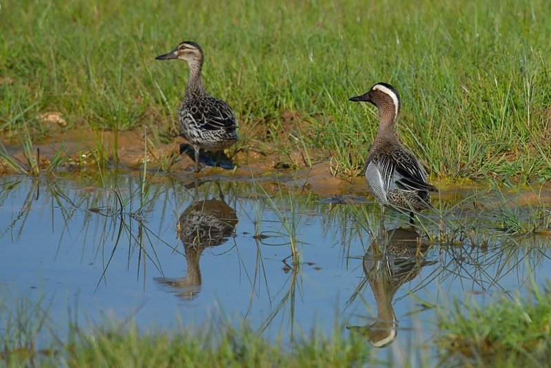Garganey