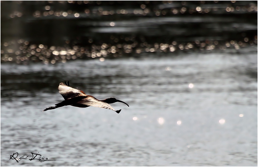 Glossy Ibis