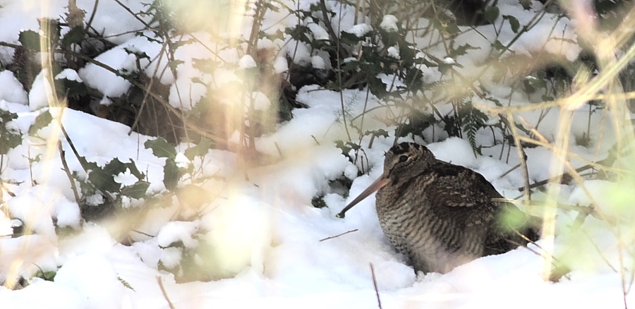 Eurasian Woodcock