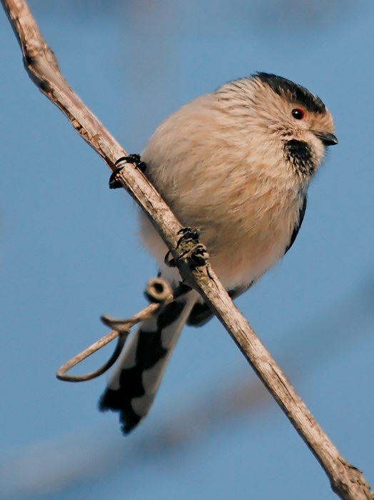 Long-tailed Tit