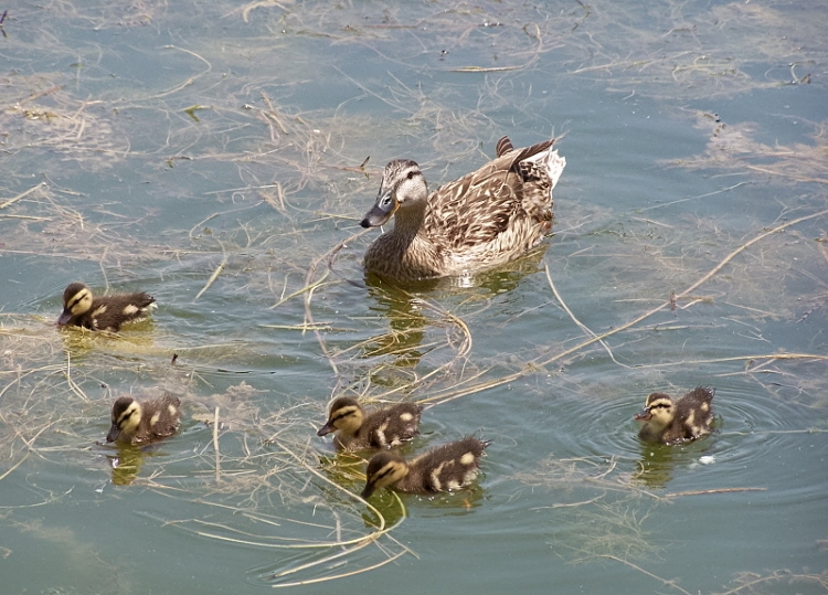 Mallard
