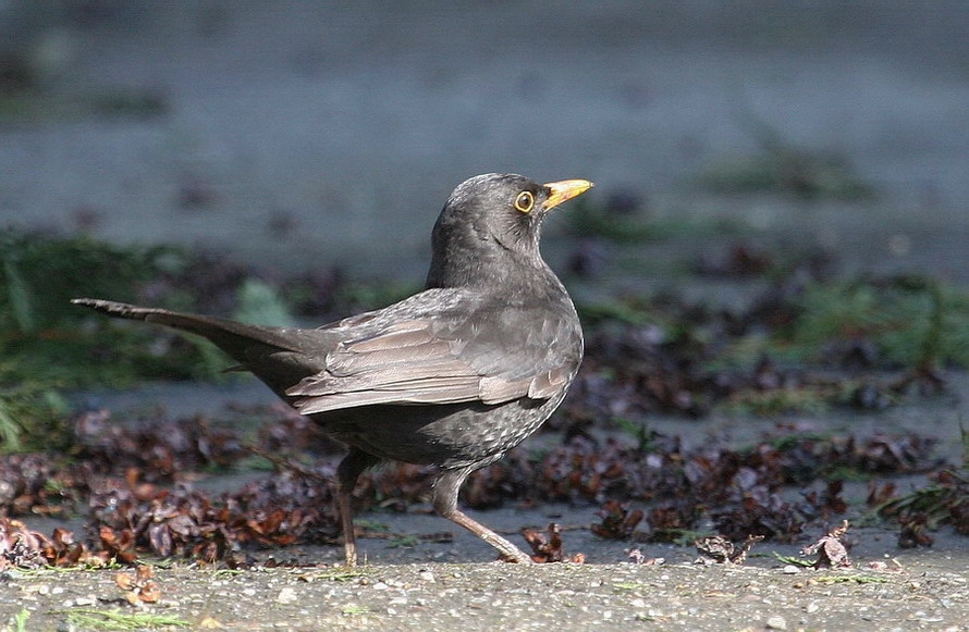 Common Blackbird