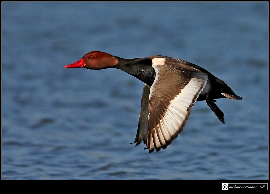 Red-crested Pochard