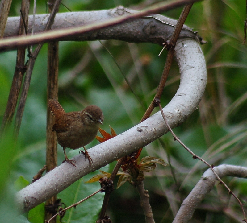 Eurasian Wren