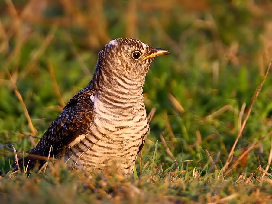Common Cuckoo