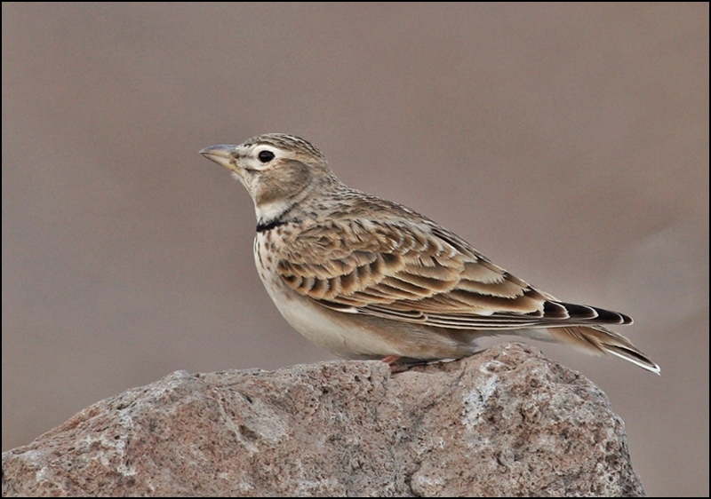 Calandra Lark