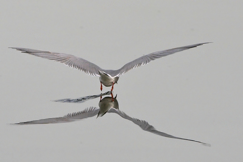Common Tern