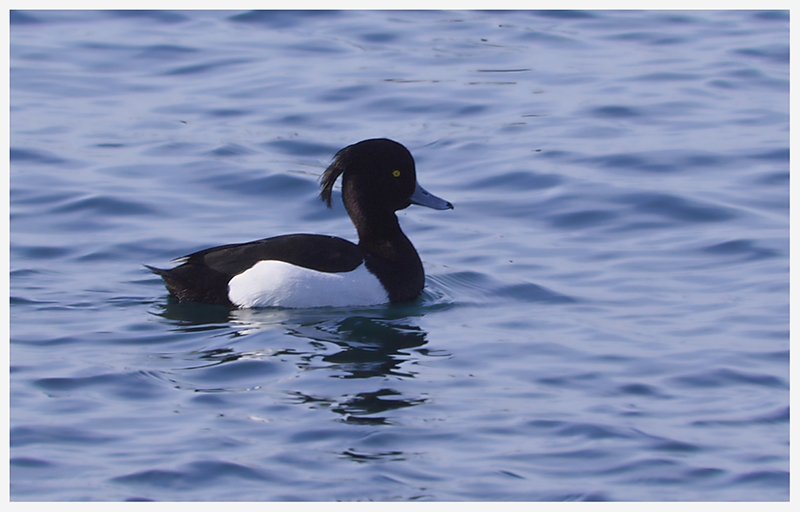 Tufted Duck