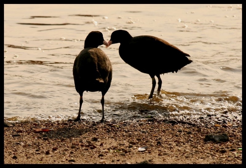 Eurasian Coot