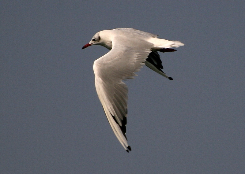 Black-headed Gull