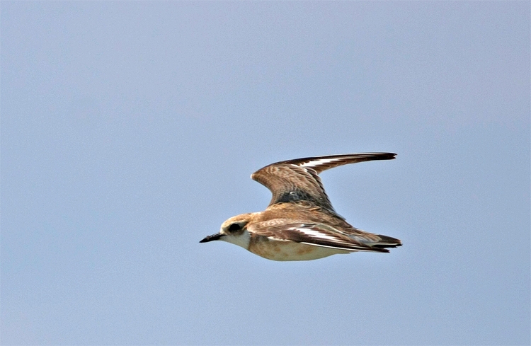 Greater Sand Plover