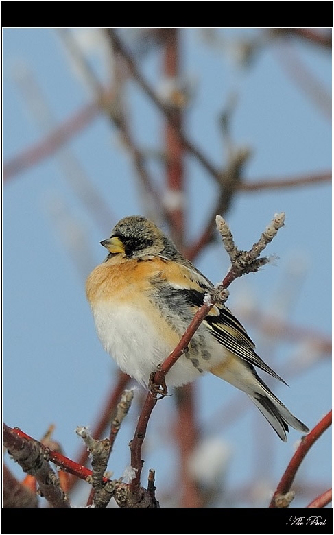 Brambling