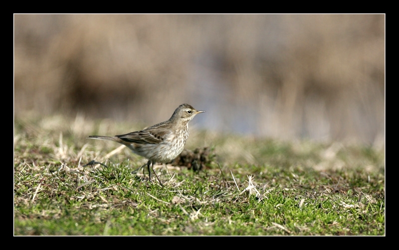 Water Pipit
