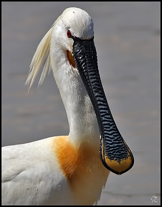 Eurasian Spoonbill