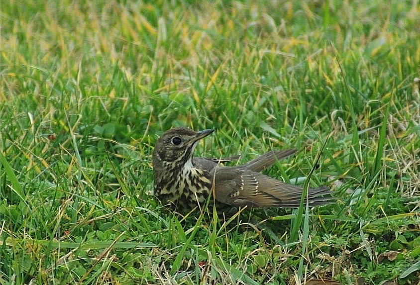 Song Thrush